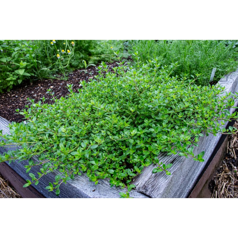 creeping thyme seed planting Creeping Thyme – Pinetree Garden Seeds