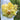 Creme Upstar Tulip - Fall