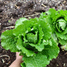 Crisp Mint Lettuce (60 Days) - Vegetables