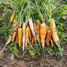 Culinary Blend Carrot (Organic 60-70 Days) - Vegetables
