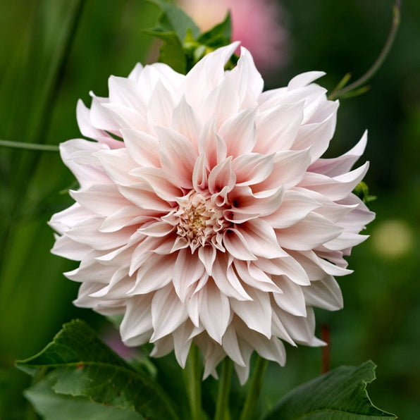 Dahlia Seed and Tubers Garden Seeds