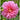 Dahlia ’Emory Paul’ - Spring