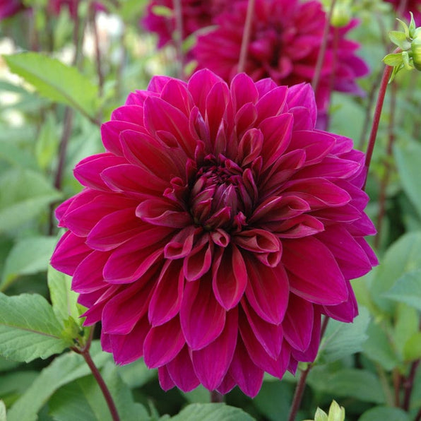 Dahlia Seed and Tubers Page Garden Seeds