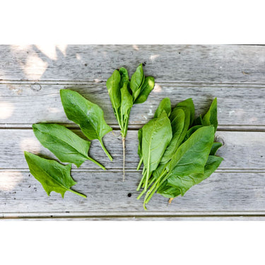 Dash Spinach (F1 Hybrid 39 Days) - Vegetables