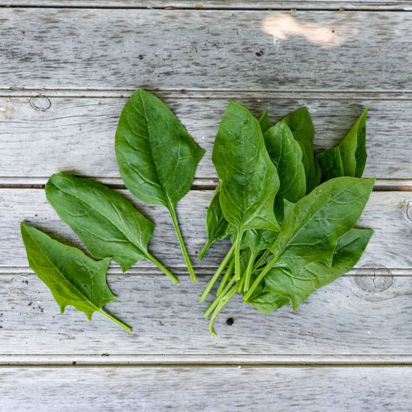 Dash Spinach (F1 Hybrid 39 Days) – Pinetree Garden Seeds