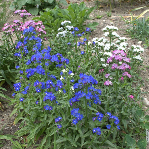 Dawn Mix Anchusa – Pinetree Garden Seeds