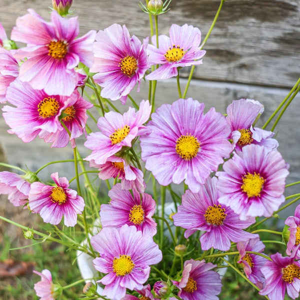 Daydream Cosmos
