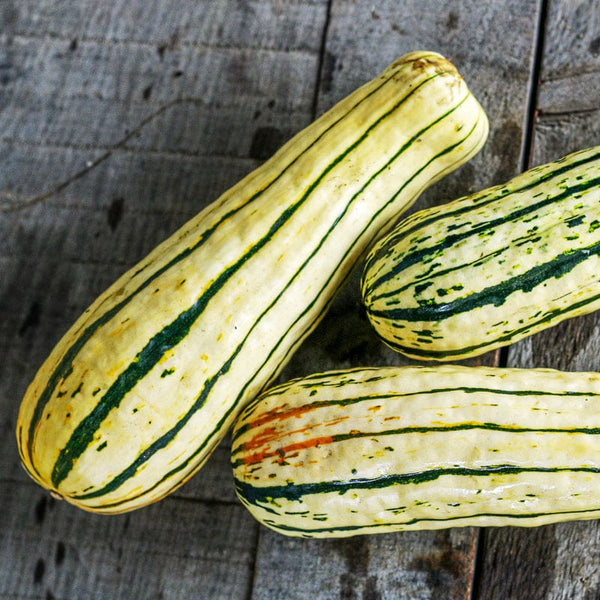 delicata squash seeds for planting Delicata Squash (Heirloom, 97 Days)