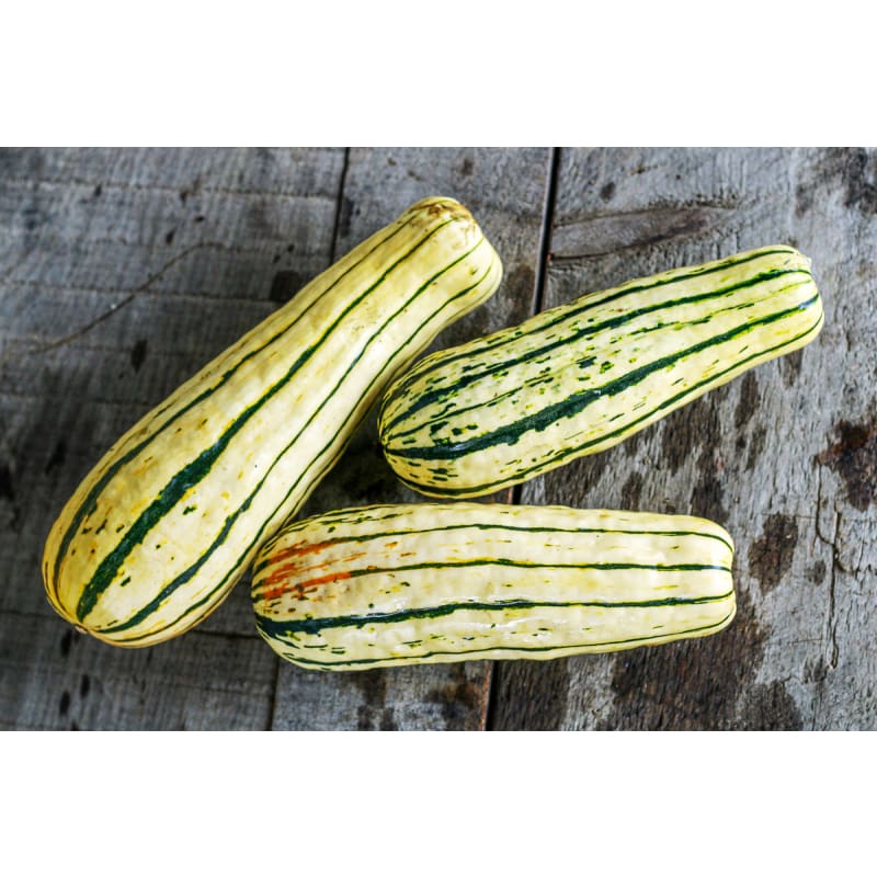 delicata squash seeds for planting Delicata Squash (Heirloom, 97 Days) – Pinetree Garden Seeds