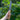 DeWit Serrated Farmer’s Dagger - Garden Supplies