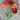 Double Gudoshnik Tulip - Fall