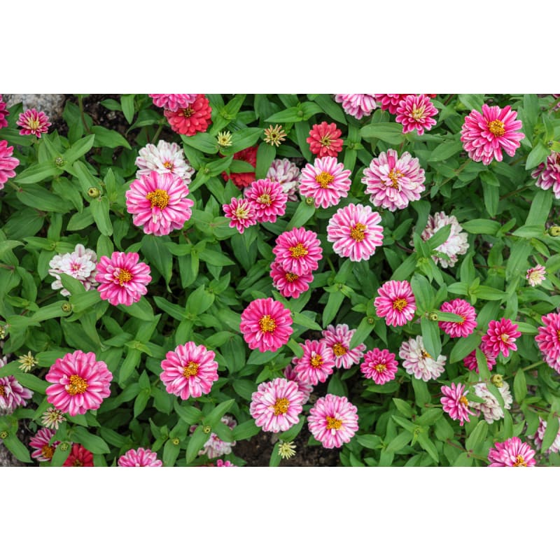 Azalea Raspberry Ripple Double Raspberry Ripple Zahara Zinnia – Pinetree Garden Seeds