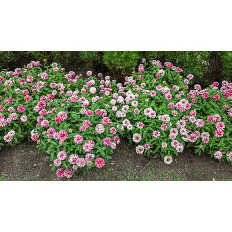 Double Raspberry Ripple Zahara Zinnia – Pinetree Garden Seeds