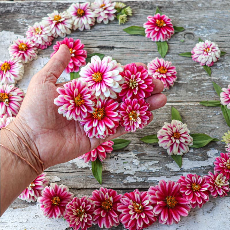 Double Raspberry Ripple Zahara Zinnia – Pinetree Garden Seeds