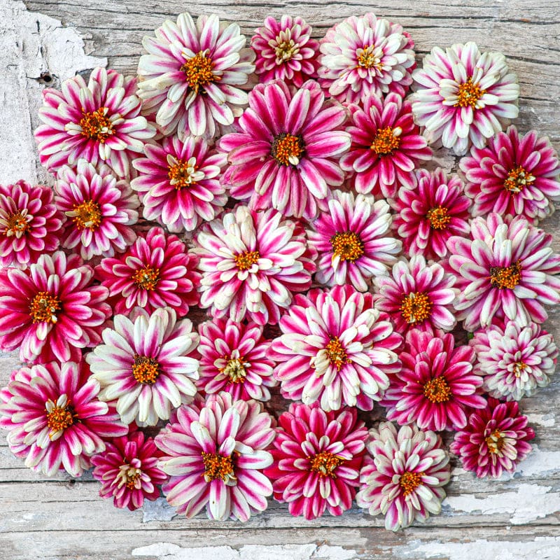Double Raspberry Ripple Zahara Zinnia – Pinetree Garden Seeds
