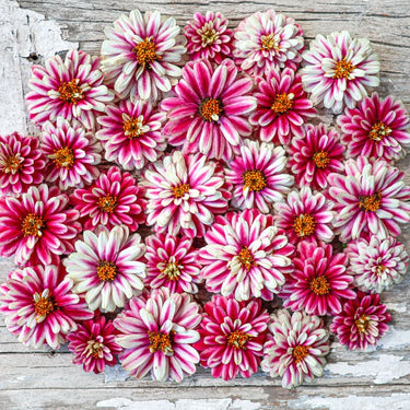 Double Raspberry Ripple Zahara Zinnia - Flowers