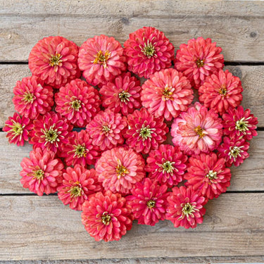 Double Salmon Zahara Zinnia - Flowers