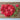 Double Salmon Zahara Zinnia - Flowers