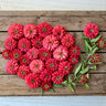 Double Salmon Zahara Zinnia - Flowers