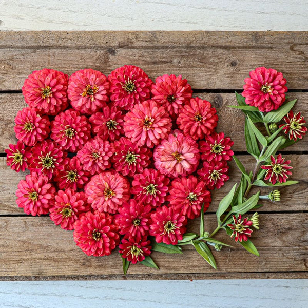 double-salmon-zahara-zinnia-