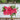 Double Salmon Zahara Zinnia