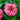Double Salmon Zahara Zinnia