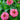 Double Salmon Zahara Zinnia