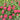 Double Salmon Zahara Zinnia
