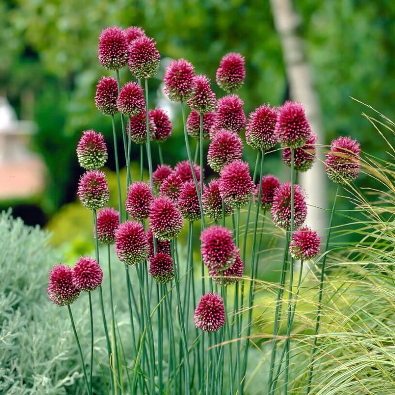 Drumstick Allium