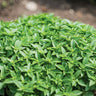 Dwarf Greek Basil - Herbs