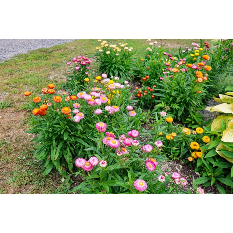 straw flower seeds Dwarf Mix Strawflower