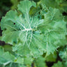 Dwarf Siberian Kale (50 Days) - Vegetables