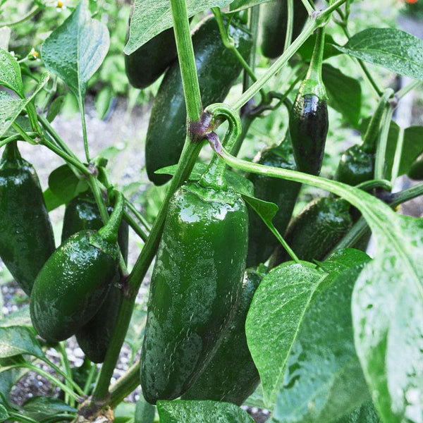 jalapeno pepper seeds planting Early Jalapeño Pepper (Organic Heirloom 66 Days) – Pinetree Garden Seeds