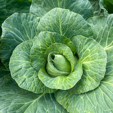 Early Jersey Wakefield Cabbage (Heirloom 60-75 Days) - Vegetables