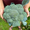 Eastern Magic Broccoli (F1 Hybrid 62 Days) - Vegetables