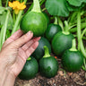 Eightball Zucchini Summer Squash (F1 Hybrid 35 Days) - Vegetables