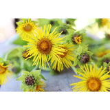 Elecampane