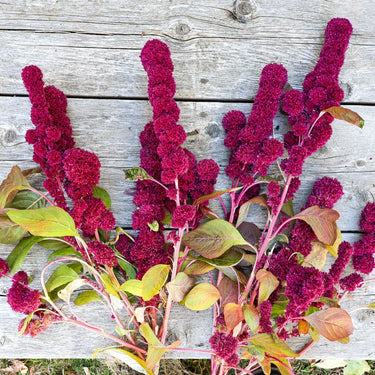 Elephant Head Amaranth - Flowers