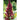 Elephant Head Amaranth Seed