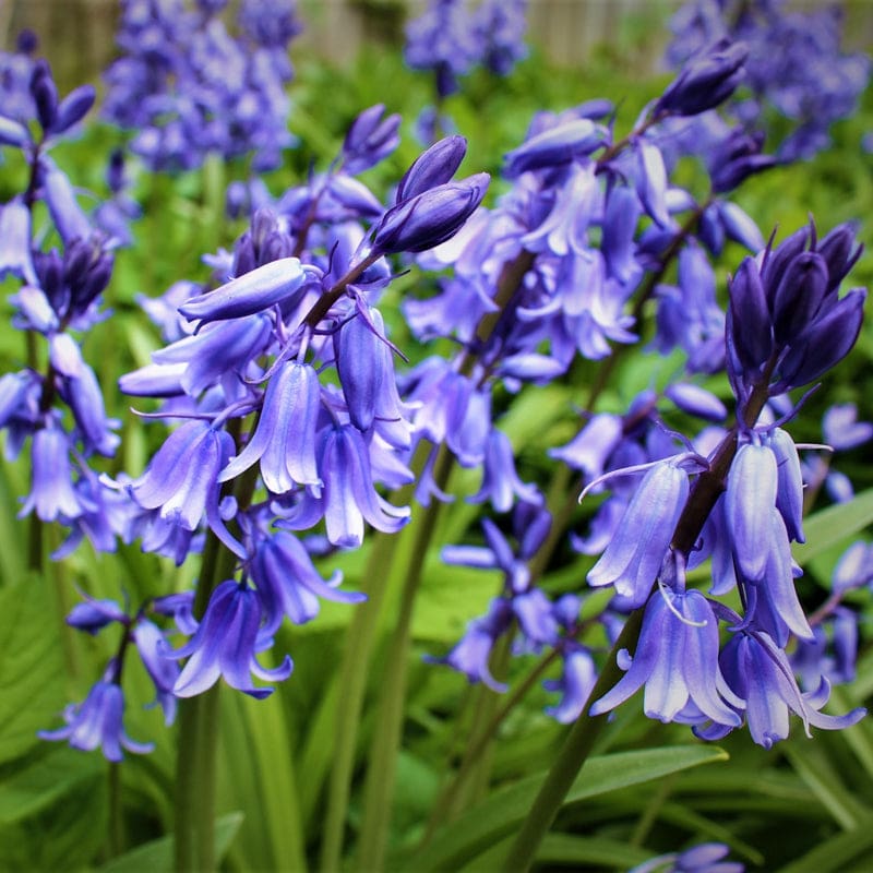 English Bluebells