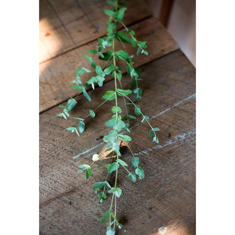 Eucalyptus Essential Oil (15 ml)
