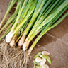 Evergreen Bunching Heshiko Onion (Heirloom 65 Days) - Vegetables