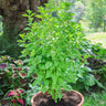 Everleaf Lemon Towers Basil - Herbs