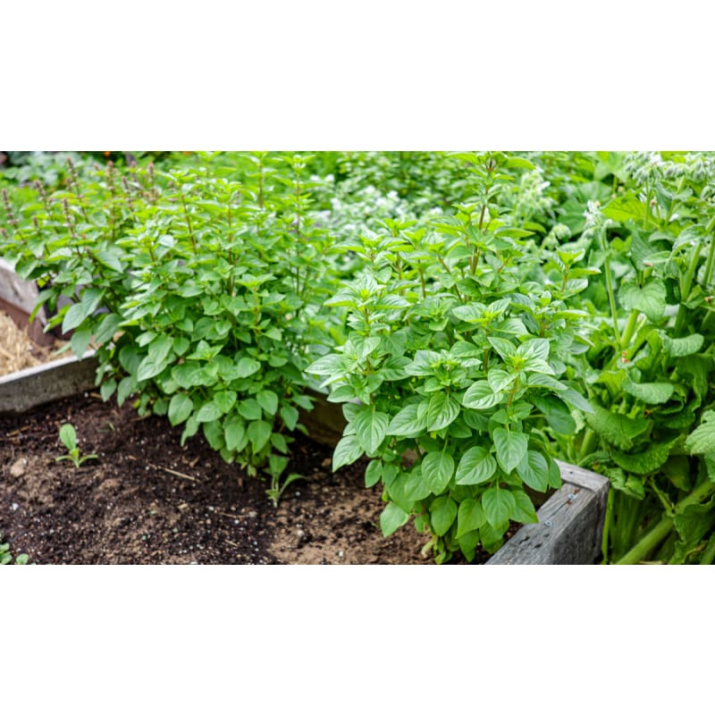 Everleaf Lemon Towers Basil – Pinetree Garden Seeds