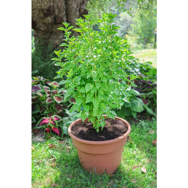 Everleaf Lemon Towers Basil - Herbs