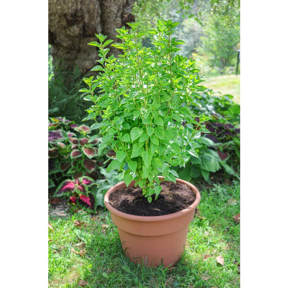Everleaf Lemon Towers Basil – Pinetree Garden Seeds