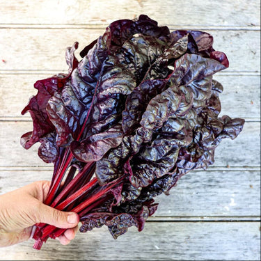 Firebird Swiss Chard (F1 Hybrid 60 Days) - Vegetables