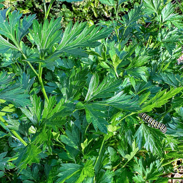 parsley tree house plant Flat Leaf Parsley – Pinetree Garden Seeds