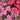 Flavora Rose Shades Dianthus - Flowers