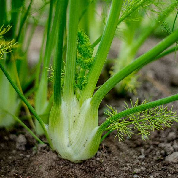 fennel seeds for garden Florence Fennel Seeds Fennel
